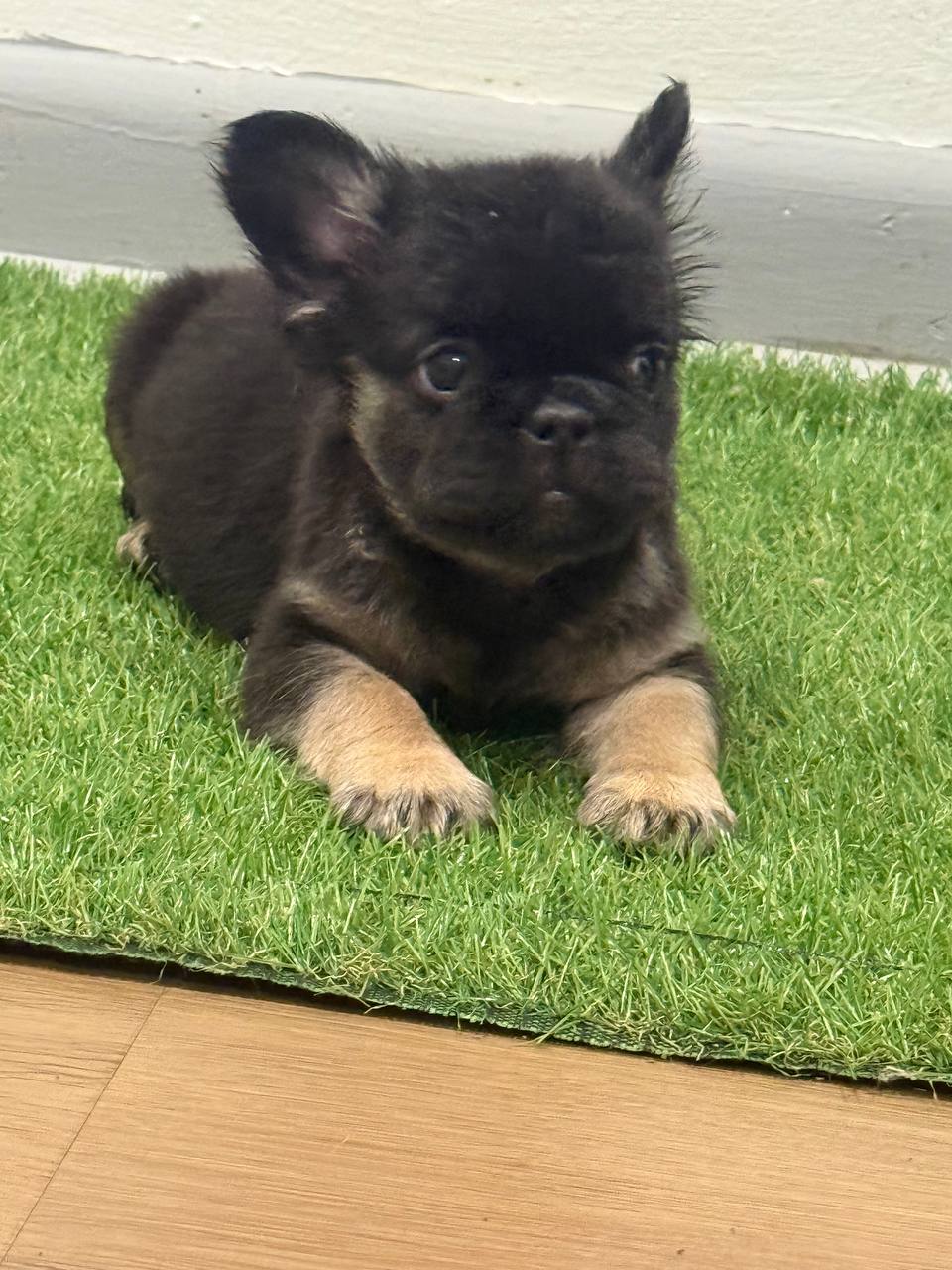 Black and tan fluffy French Bulldog puppy with tan points lying on grass, available in Albany NY