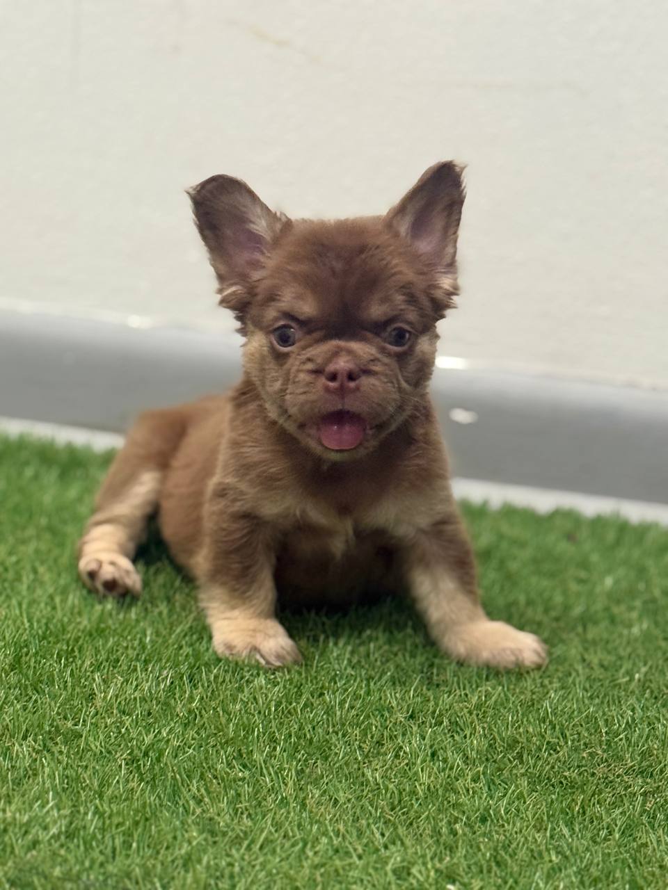 Rich chocolate fluffy French Bulldog puppy lying on grass with tongue out, available in Albany NY
