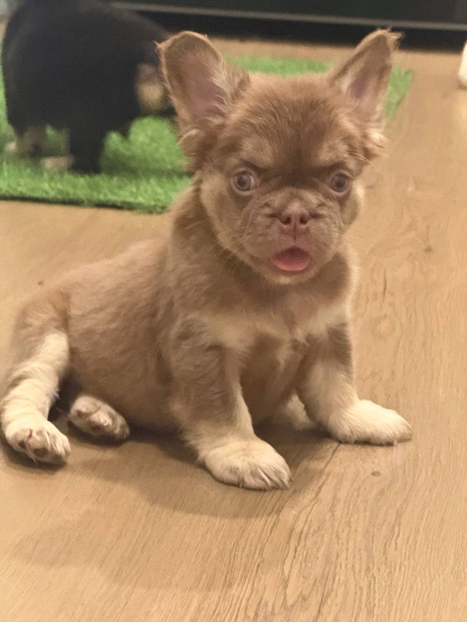 Chocolate and tan fluffy French Bulldog puppy sitting on hardwood floor, available in Albany NY
