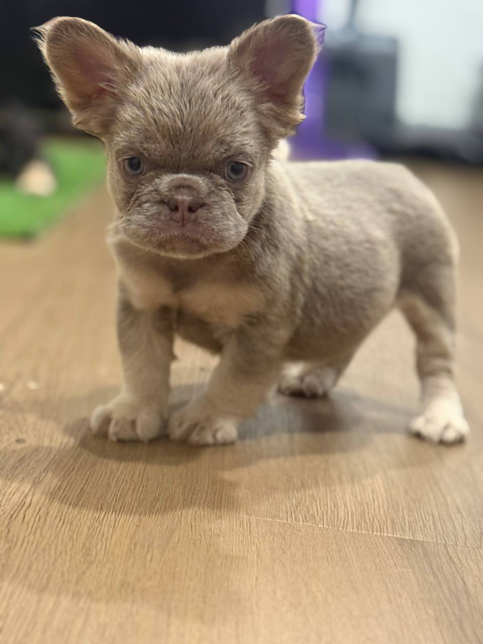 Lilac merle fluffy French Bulldog puppy with blue eyes standing on hardwood floor in Albany NY