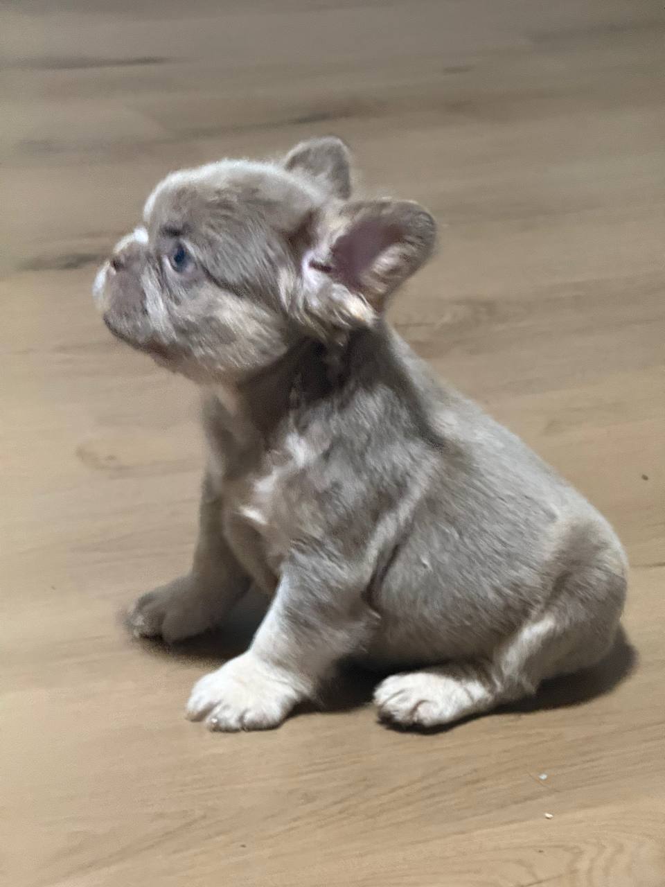 Lilac merle fluffy French Bulldog puppy in profile showing merle coat pattern